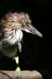 雏鸟 在线观看,在线观看萌动瞬间  第2张